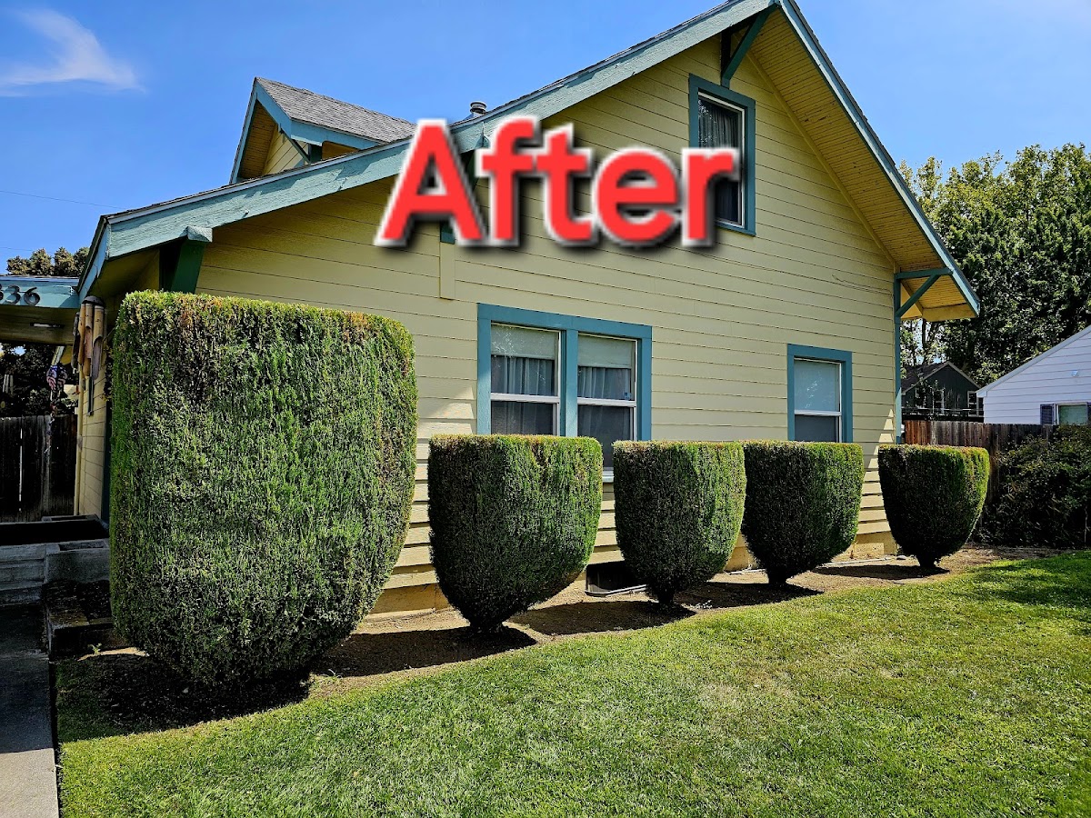 The same hedge row sculpted and even after shaping