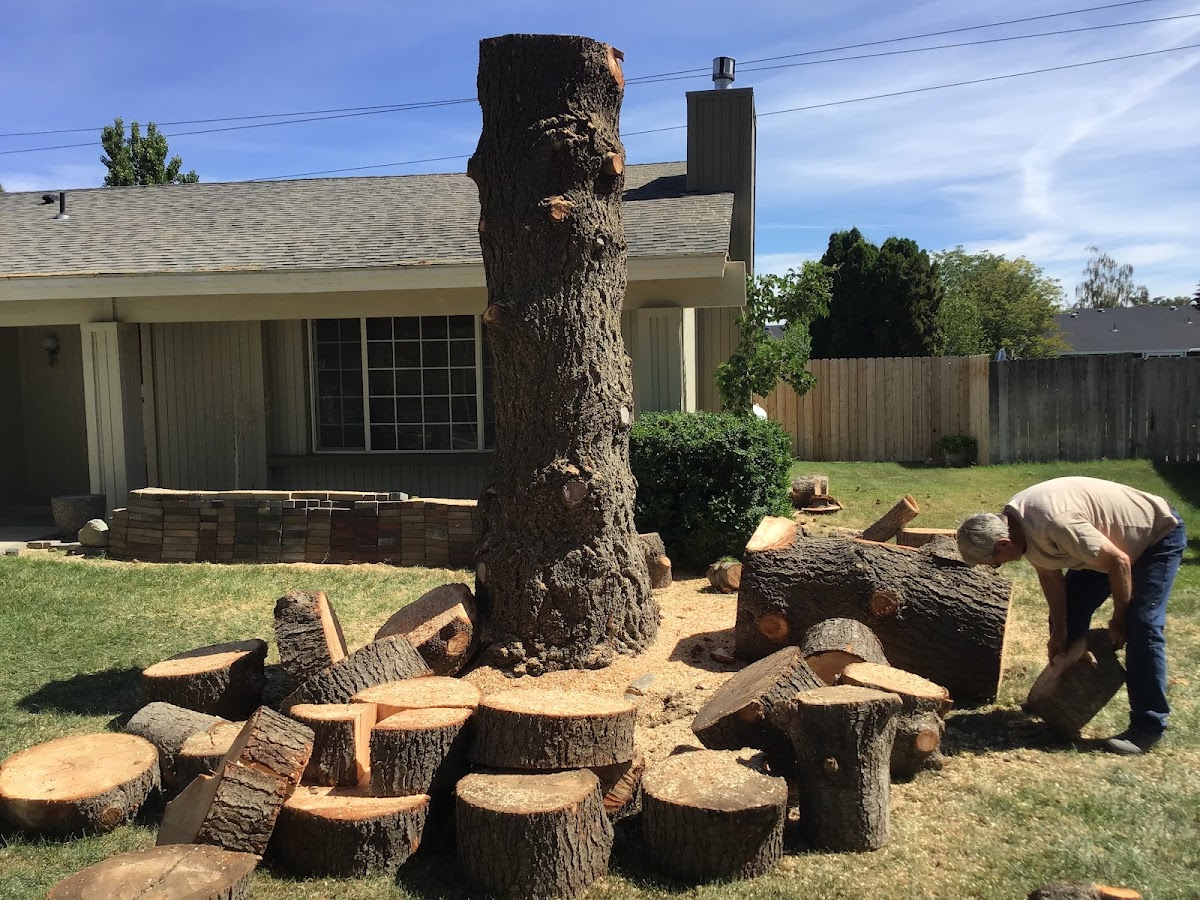 Bucking a felled trunk into rounds