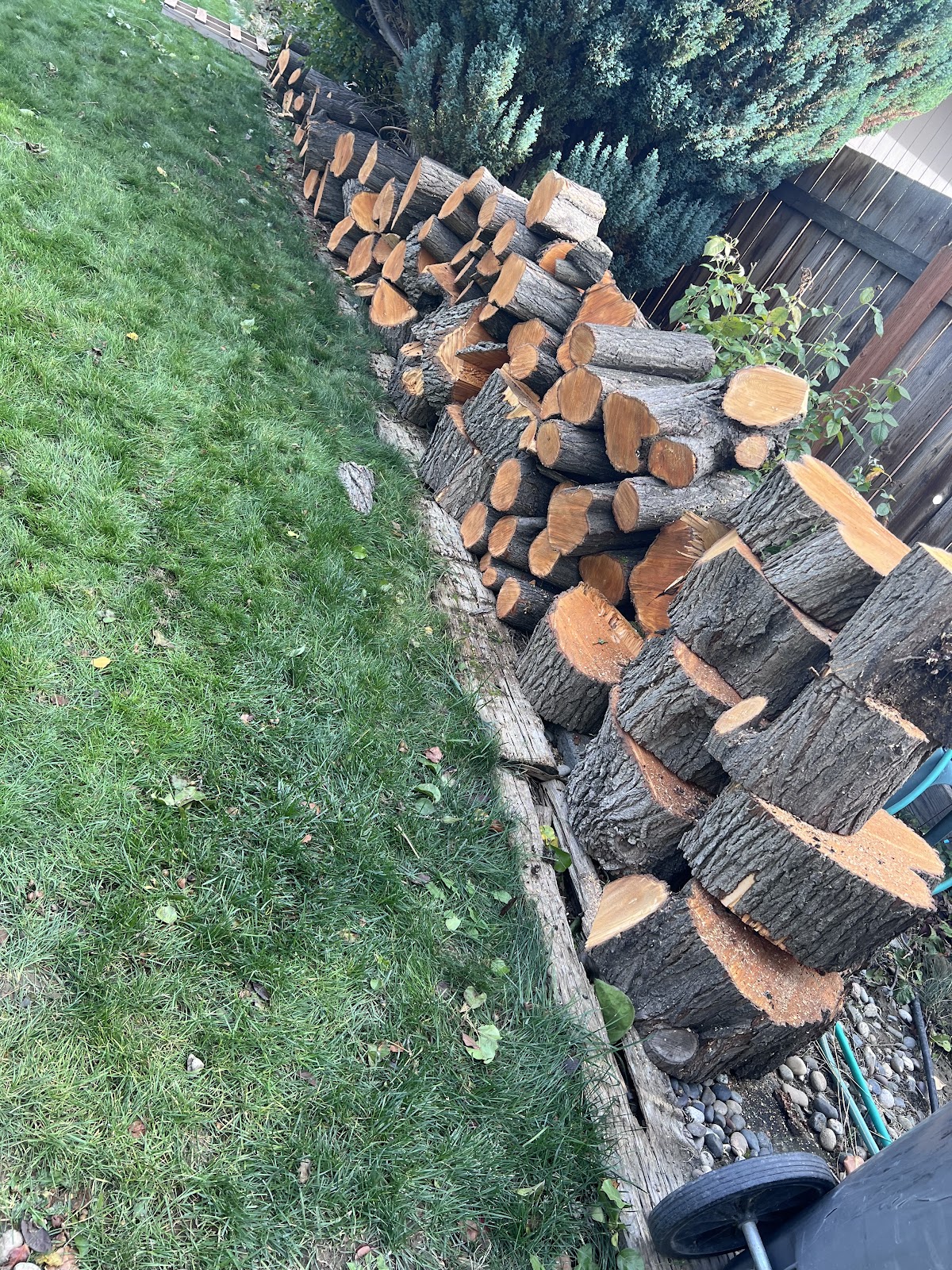 Cut and stacked for firewood