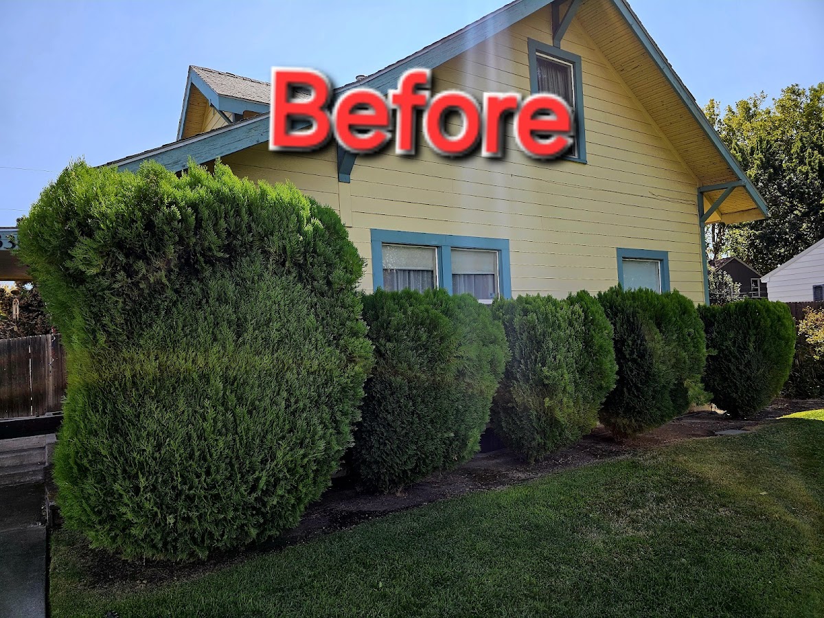 Overgrown hedge row before shaping